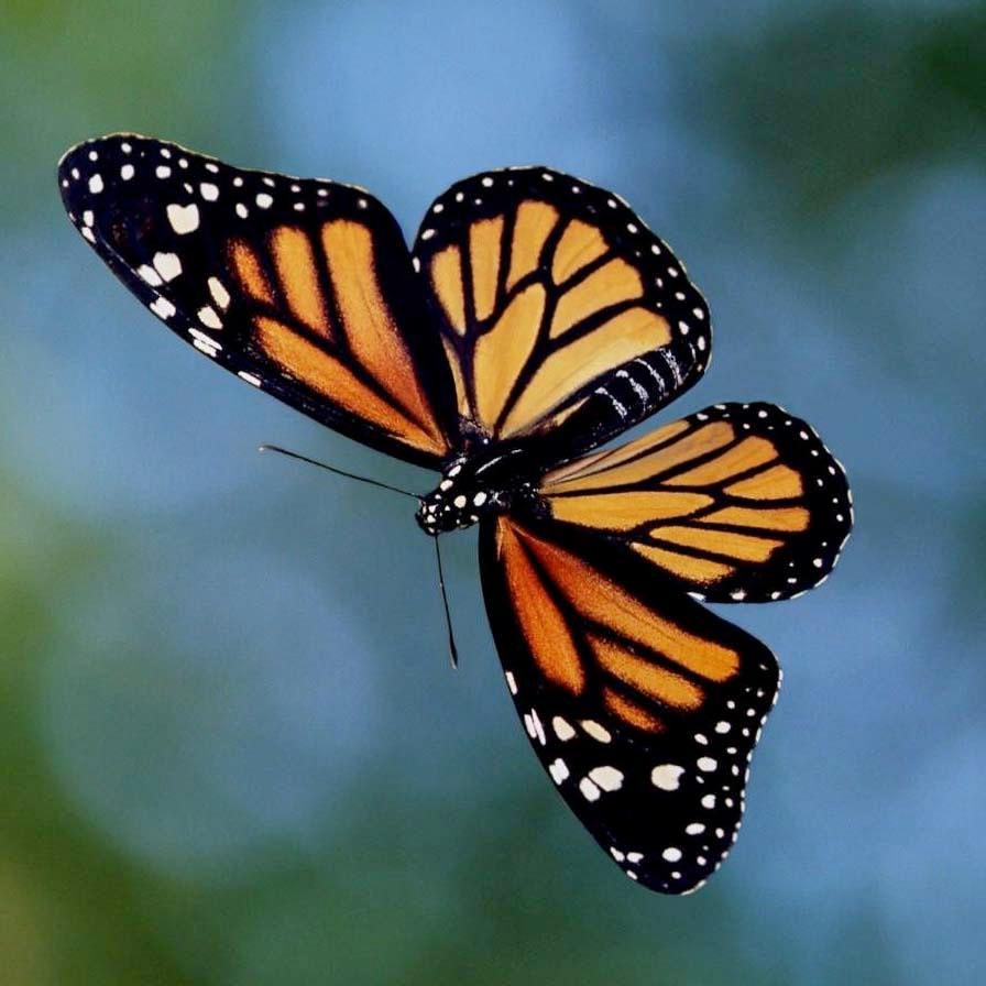 Monarch Butterfly Endangered? – Roger's Gardens
